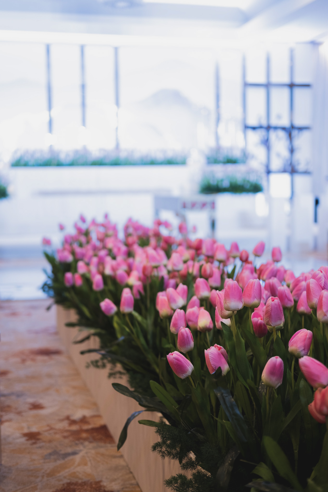 TULIPS