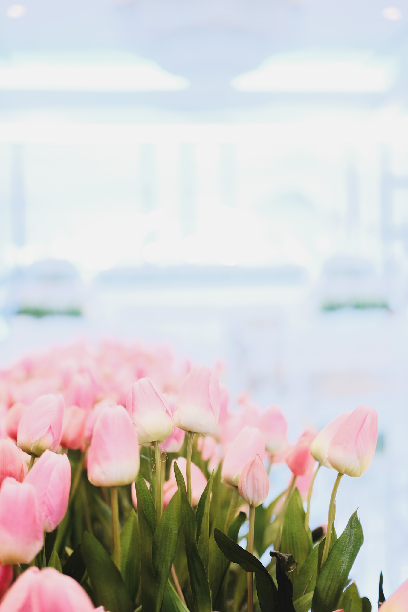 TULIPS