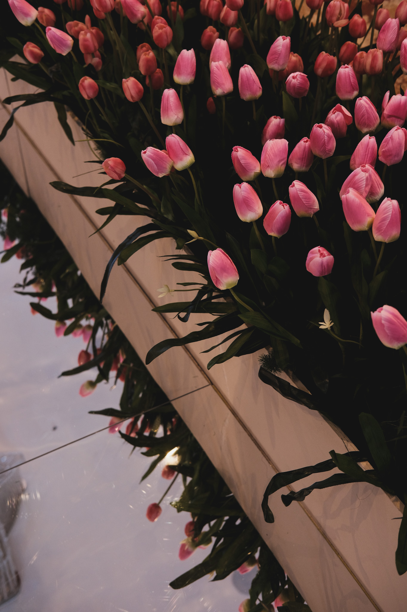 TULIPS