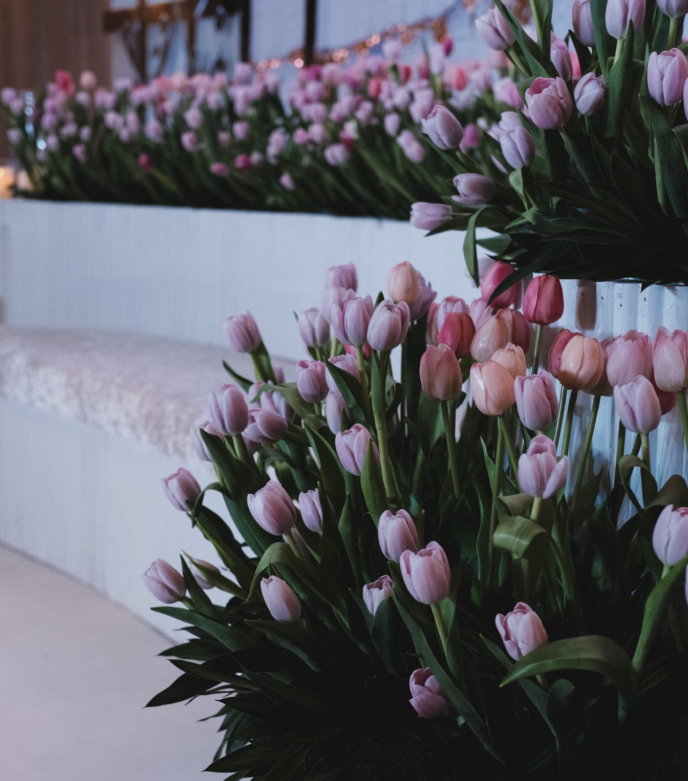TULIPS